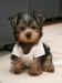 Cute_Puppy